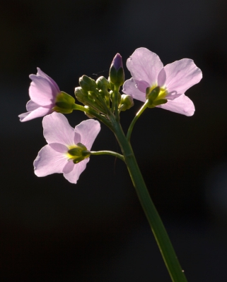 prachtige kleuren van de pinksterbloem en een mooie avondzonnetje.