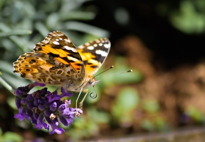 Dit vond ik wel een leuke zomerse plaat. Foto van zomer 2009