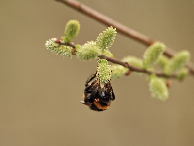 Ik probeerde een Fitis op de foto te krijgen, echter die liet zich niet goed zien. Wel deze Weide Hommel op de wilgenkatjes. Ondanks het feit dat de lens niet geschikt is voor macro fotografie, viel het resultaat me niet tegen.