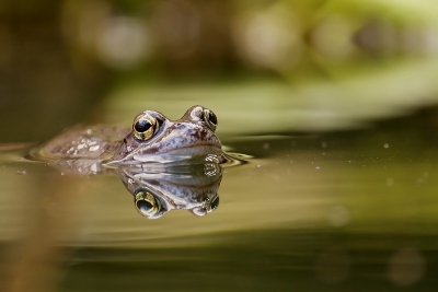 Deze kikkers zijn weer lekker actief in de vijver achter ons huis. Het blijft een leuke bezigheid om ze vanuit een laag standpunt vast te leggen...