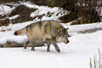 Tijdens een fotoshoot o.l.v. Paul Burwell in Montana USA deze wolf in de sneeuw kunnen fotograferen.