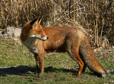 Vanmiddag wezen wandelen in de Amsterdamse Waterleiding duinen. Plots zagen we een Vos aan komen lopen. Hij kwam recht op ons af. Het was eigenlijk een beetje eng tot op 2 meter afstand van ons bleef ze staan.
Heb een paar foto's kunnen maken waar dit er 1 van is.