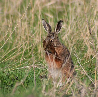 Foto uit de hand gemaakt met 400mm steunend op een hekje, Deze speelde denk ik zoiets van als ik jou niet zie, zie je mij ook niet.