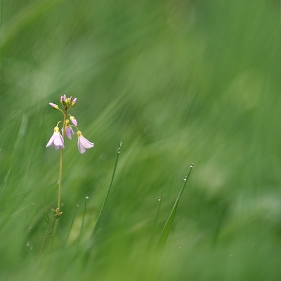 's Ochtends na een koude nacht langs de beek gefotografeerd, met telelens en wat groter diafragma (zie Exif). Bloem en twee grassprieten stonden redelijk op n lijn, dus deze scherp, gras ervoor en erachter vaag.