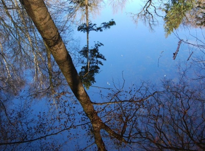 Een heerlijke winterdag, strakblauwe hemel en windstil....Deze opname is in het bos gemaakt en geeft een mooie weerspiegeling van de bomen op het wateroppervlak.