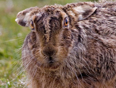 Op fotojacht naar vogeltjes kwam ik deze haas tegen. Omdat hij mij zo bleef observeren heb ik er maar een portret van gemaakt. Canon 20D met Canon 500mm 4.5 en soligor 1.4 converter