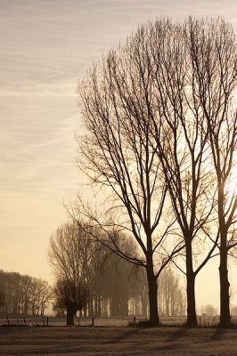 Eigenlijk een plaat die ontstaan is tijdens het zoeken naar een kolonie ooievaars, die net buiten Deventer te vinden zou zijn. Ik was al 3 keer langs die bomen gereden, en ineens zag ik deze foto.