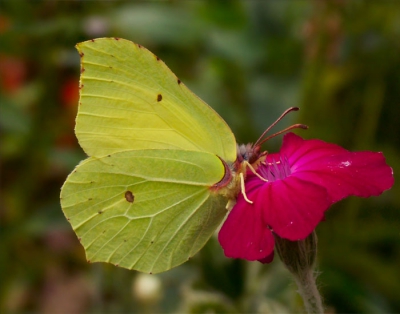 <i class='fa fa-user'></i>&nbsp;Christian&nbsp;| Citroenvlinder&nbsp; <i class='fa fa-eye'>&nbsp;229</i> &nbsp; <i class='fa fa-comment-o'>&nbsp;0</i>