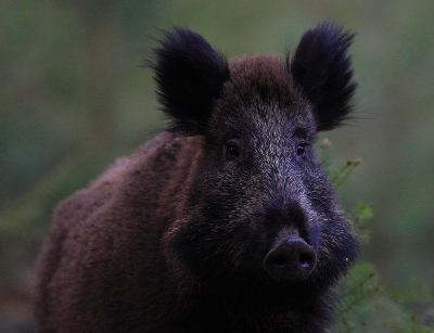 In het allerlaatste licht staken er 2 varkens over. Je bent dan vrijwel altijd al kansloos en kan ze hooguit op de rug/ achterste nastaren als je op gelijke hoogte met ze bent... Bij 1 was dit ook zo, de ander draaide zich echter om en kwam recht op me af lopen! Echter wel met erg weinig licht en ISO 3200 ! Voor meer varkens en jonge biggetjes kijk op mijn site: 
www.photo-marcelloromeo.com