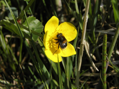 al wandelend bij meppel, tussen de weilanden deze hommel vast kunnen leggen