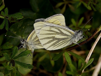 Foto van vanmorgen gemaakt met de Sigma 105 mm macro lens