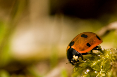Deze foto is achter in de tuin gemaakt met de camera plat op de grond.