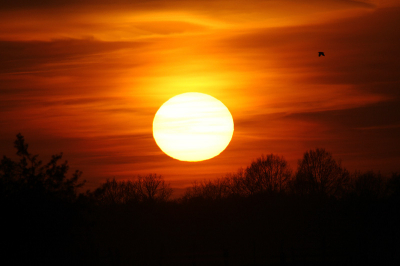 De zon ging vanavond mooi onder. Net toen ik een paar foto's maakte vloog er ook een Roek voor de zon langs.