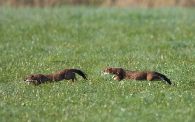 Bij het fotograferen van grutto's kwamen er opeens twee bunzings voorbij. Ik razende vaart vlogen ze achter elkaar het hele weiland over. Volgens mij een paartje met lentekriebels.
