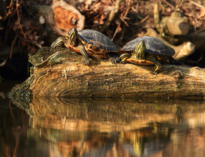 Dit jaar voor het eerst de Roodwangschildpadden weer gezien. Blijkbaar hebben ze de winter goed doorstaan. Dit paartje zat mooi in de voorjaars zon.