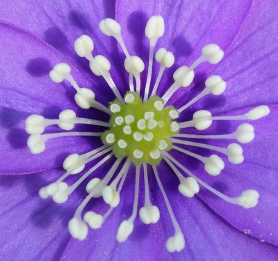 De mistral en de schaduwrijke omgeving maken het soms moeilijk dit kleine elegante bloempje te fotograferen.
