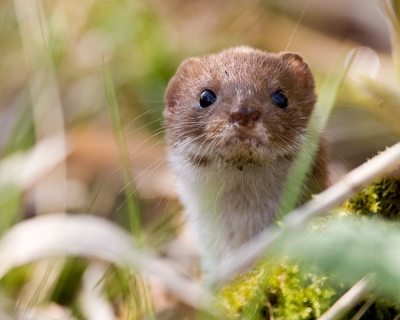 Vanmorgen tijdens een boswandeling net langs de rand van een weiland zag ik iets bewegen en dat bleek een hermelijn te zijn, die ik liggend op de grond kon fotograferen. Het werd zo mijn eerste foto voor Nederpix.