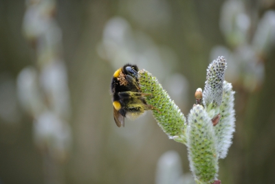 2de Paasdag er even op uit getrokken in Noord-Holland, onder andere voor de bollenvelden. Helaas was het daar nog wat te vroeg voor de tulpen.
Bij het Zwanewater zag ik deze hommel op een Wilg rondstruinen. Ik had al gezien dat de hommel kleine bolletjes op z'n borststuk had. Thuis de foto bekeken en toen zag ik dat het om iets van mijten ging.
Ik vond het geheel interessant genoeg om met jullie te delen.