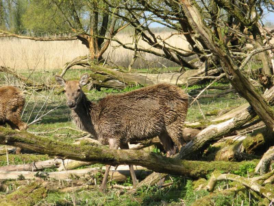 Deze foto heb ik gemaakt op de oostvaardersplassen
vind hem zelf goed gemaakt