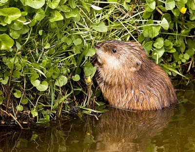 Vanmiddag naar huis gereden via de polder en dus rustig aan gereden zodat ik misschien nog wat zou zien.
Net toen ik langs een sloot reed, zag ik wat onderduiken en ben ik daar dus gestopt en heb ik daar rustig 10 minuten stil staan wachten.
En na die 10 minuten kwam deze muskusrat weer boven water en ging hij verder met aanvoer van nieuw nest materiaal.