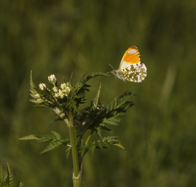 vanmiddag even met m'n zoon naar het alblasserbos geweest. ik hoopte net als meerdere het oranjetipje te zien en vast te leggen. een prachtige serie gemaakt (al zeg ik dat zelf) maar een vliegbeeld dat overtrof toch al mijn verwachting