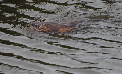 Net als Ben Brons een paar uploads terug reed ik afgelopen maandag ook door de Arkemheense polder en stopte langs een smal slootje toen ik een plons hoorde. Een muskusrat dus...Voor mij de eerste keer dat ik er een zag zo dichtbij!