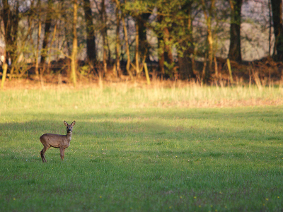 Een ree in het landschap. Het was nog best moeilijk een goede compositie te maken met zoveel ruimte om het onderwerp. Ik vond zelf deze het mooist.