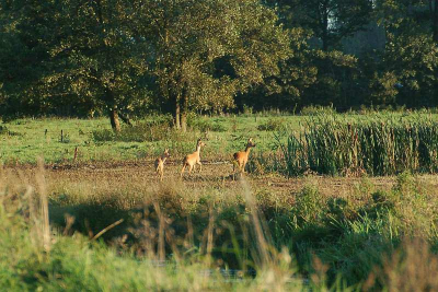 <i class='fa fa-user'></i> henkdikkers | Veenpolder de Oude Riet  <i class='fa fa-eye'> 335</i>   <i class='fa fa-comment-o'> 2</i>