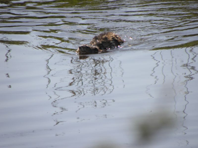 ne een fietstochtje in een voor mij favoriet gebied, even gaan lopen toen zag ik de verleiding en daarna de paring van deze muskusratten