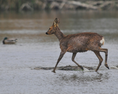 Voor een bad zo 's morgens vroeg, lijkt het me toch nog redelijk fris!