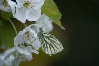 foto is gemaakt tegen de avond om half acht,was de bloesem aan het fotograferen toen ik de vlinder zag.