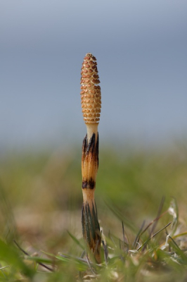 In het gras aan het Lauwersmeer lag ik te wachten op een fuut, hopende dat deze dichterbij zou komen voor een mooie opname. Dat deed hij niet en mijn oog viel op de Heermoes naast mij. Even de macrolens erbij gepakt en deze foto gemaakt.