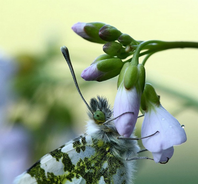 Oranjetipje hangende aan een Pinksterbloemetje waarvan de dauw bijna verdwenen is. Uit de hand gefotografeerd