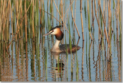 s,avonds nog even naar mijn stuk land met riethaling om mijn nieuwe sigma 150 macro lens te proberen, daar aangekomen zag ik tot mijn vreugde een koppel futen in de riethaling van mijn land zoeken naar een lekker visje, snel mijn camera gepakt en rustig op mijn hurken zitten wachten tot er een dichter bij kwam, foto los uit de hand, ondergaande  zon
f /5.6     1/640 sec  iso -200   150 mm