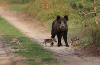 Na ongeloofelijk veel uren (weken!) rondzwerven in dit prachtige wildrijke gebied en het observeren van talloze zwijnen met biggen is het me vanmiddag eindelijk gelukt een mooie plaat te maken van de frislingen (Ze lopen heel vaak of in de struiken of met hun snuit als een bulldozer in de bladeren wat maar matige plaatjes opleverd) Deze renden er vandoor maar (wat een mazzel) Moeder stopte op het pad en keek voor een aantal plaatjes in de lens !
