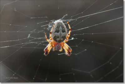 op mijn land mijn nieuewe macro lens uitgeprobeerd op het kleine dieren leven in de riethaling, lekker mijn eigen natuurgebiedje, macro fotograferen is voor mij nieuw dus gewoon een beetje spelen met mijn camera, foto genomen op statief met ondergaande zon als tegenlicht, geeft wel een leuk effect op de foto, de spin wordt een beetje doorzichtig