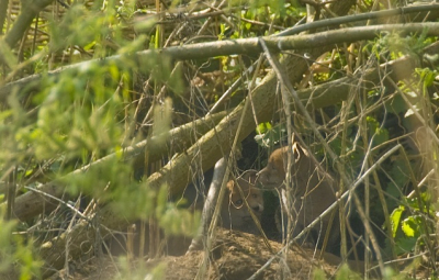 Ik heb deze foto genomen afgelopen zondag rond 10:15 op een afstand van zo'n 15 meter, het hol zit langs een wandelpad met daartussen een sloot waar de griend begint. Ik wist dat er vossen moesten zitten want vorig jaar februari heb ik het ouderpaar zien oversteken en heb ze ook kunnen fotograferen. 
Zodra ik zag dat de jongen buiten aan het spelen waren bleef ik stokstijf staan en heb een aantal foto's kunnen maken, waaronder deze (vind ik de mooiste) nadat ze terug in het hol gingen ben ik gauw doorgelopen en was het heel moeilijk om dit niet door te vertellen, want dan krijg je taferelen met rijen fotografen enz.