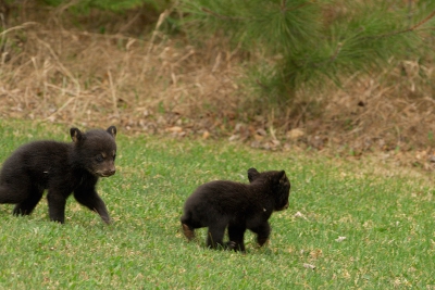 Ik hoorde wat buiten.
Keukendeur even open en het hoorde haast als een hese kraai.
Toch maar even gaan kijken dus trui aantrekken.
Terwijl ik dat deed zag ik uit de strook bomen voor het huis iets komen dat leek op een klein hondje.
Toen ik goed keek zag ik wat het was en natuurlijk de camera niet op statief etc. dus toen ik op het deck stond liepen ze er waren er twee alweer verder.
Adreneline teveel dus alleen twee bewijsplaatjes waarvan dit er een is.