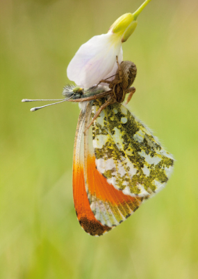 Met mijn dochtertje op pad. Enkele Oranjetipjes vlogen rond op een open plek in het bos. Moeilijke beestjes om te fotograferen. Ze zitten niet lang stil bleek. "Hier zit er 1" zei m'n dochter en ze wees vlak voor zich. Tja, het beestje zat er niet vrijwillig. Maar wel steeds stiiler. Een klein drama...