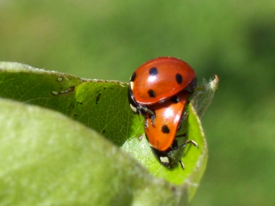 Genomen in de achtertuin, op een zonnige dag. Deze twee streken neer op de perenboom, mooi plekje om de lente te vieren.