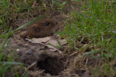 Ergens voor Luik stopte wij op een parkeerplaats en naast de auto in het gras piepte er telkens een klein kopje uit een holletje. Wij hebben het kopje op de foto kunnen krijgen maar de rest van zijn lijfje helaas niet. Wel kan ik melden dat het diertje geen staart had. 
Weet iemand wat dit voor een diertje is?