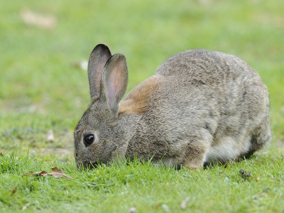 Dit konijn zat heerlijk op het gras te eten. Stil de camera gepakt op statief gezet en op gepaste afstand deze foto gemaakt.