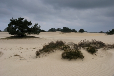 <i class='fa fa-user'></i> Hendrik van Kampen | Kale Duinen  <i class='fa fa-eye'> 841</i>   <i class='fa fa-comment-o'> 5</i>