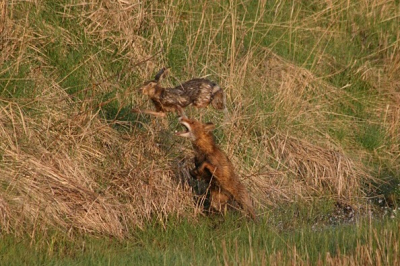Deze bizarre actiefoto maakte ik s'morgens vroeg. Ik had de haas net gefotografeerd terwijl ie rustig voor me zat, toen er 2 reen rechts langs me kwamen lopen. Om ze te kunnen zien moest ik me iets draaien en daarvan is de haas denk ik toch wat geschrokken en weg gelopen. Terwijl ik de reen op de foto zette hoorde ik ineens een hoop geplons en zag in een flits dit tafereel: De vos greep net mis doordat de haas met een megasprong over hem heen ging. Er lag wel veel wol. Het is een knap onscherpe foto maar omdat-ie zo spectaculair is wil ik hem toch graag met jullie delen.