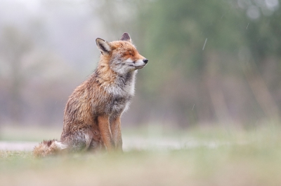 Deze rugtas vos kwam ik tegen in de duinen. Om een tam exemplaar op een wat orginele manier op de plaat te zetten is  lastiger. Toch heb ik een poging gedaan. Deze dame zat rustig met haar ogen dicht te genieten van de regen. Ze werd enkel gestoord door voorbijgangers waarvan zij dacht wat lekkers te krijgen.
 Zodra er een rekel uit de bosjes vandaan kwam ging ze er opaf om haar bedelplaatsje te verdedigen. 
Voor de duidelijkheid: Ik ben tegen het voeren van vossen. ik stond  verbaasd te kijken hoe voorbij gangers en fotografen deze vos krentenbollen en kattenbrokjes voerden.
Dat deze vos het jagen gelukkig niet verleerd is blijkt uit de vele witte veren die in de bosjes lagen.