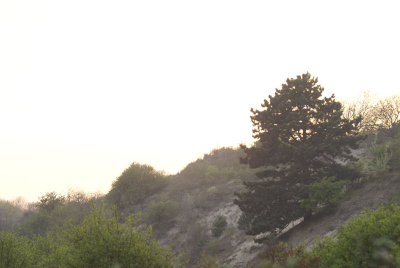 Afgelopen maandag toen het nog mooi weer was, 's avonds even naar Meijendel geweest. Deze foto heb ik gemaakt bij mijn favoriete valleitje in het zuiden van Meijendel.