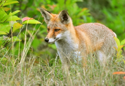 Het was een zonnige en warme zomerse dag. De vos was aan het begin van de avond aan het zoeken in het gras en op een verhoogde berm konden ik en mijn fotografeermaat deze vos fotograferen. Hij was niet echt schuw. De foto is uit 2009, omdat dit mijn beste vossenfoto is en tevens de eerste foto die ik wil laten plaatsen op nederpix.