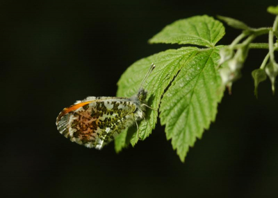 Licht zonnig weer en weinig wind. Aan de rand van het bos
