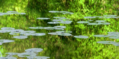 Vijvertje in bos bij Plasmolen (Noord-Limburg). Lange sluitertijd gebruikt om golfjes in water weg te werken.