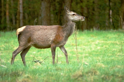 vanuit schuilhut na 3 kwartier wachten kwam er een grote groep waarvan deze het dichtsbij voorbij liep